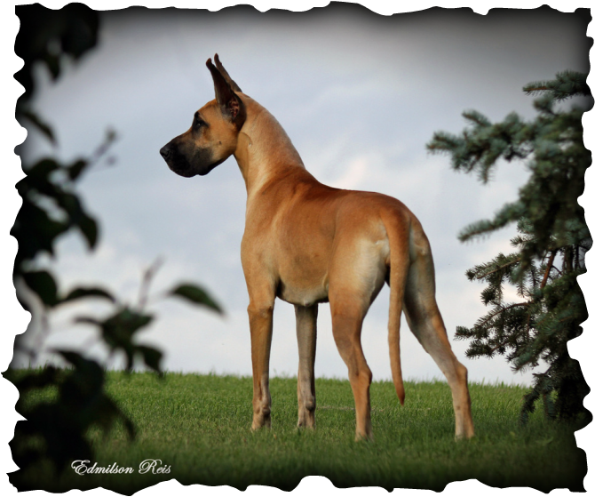 Great Dane (670x559), Png Download