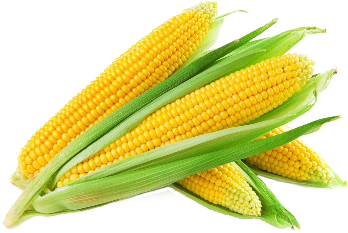 T-bones Fresh Food Market Sweet Corn Cob - Free Images Of Corn (1200x900), Png Download