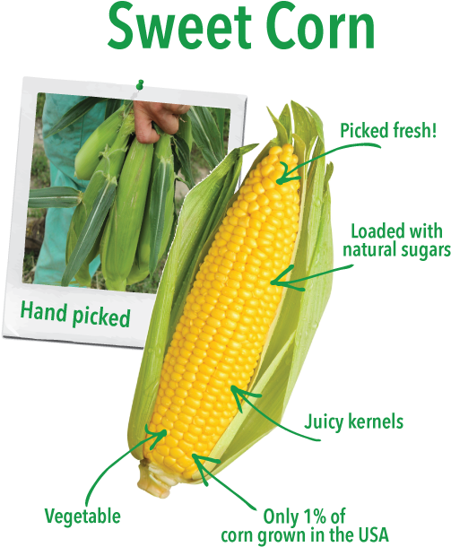 Picked When Its Kernels Are Soft And Sweet, Sweet Corn - Ear Of Sweet Corn (648x648), Png Download
