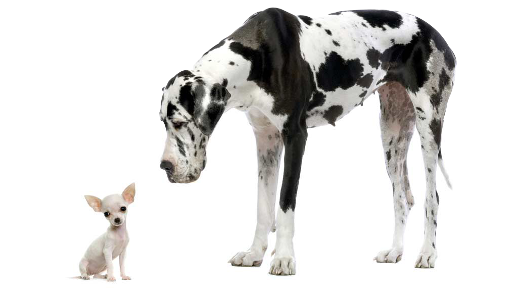 Danes Dog Looking Down At A Chihuahua White Dog - Great Dane (1024x654), Png Download