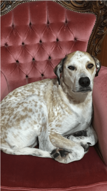 Photo Of Honey ~cattle Dog X Great Dane - Companion Dog (638x638), Png Download