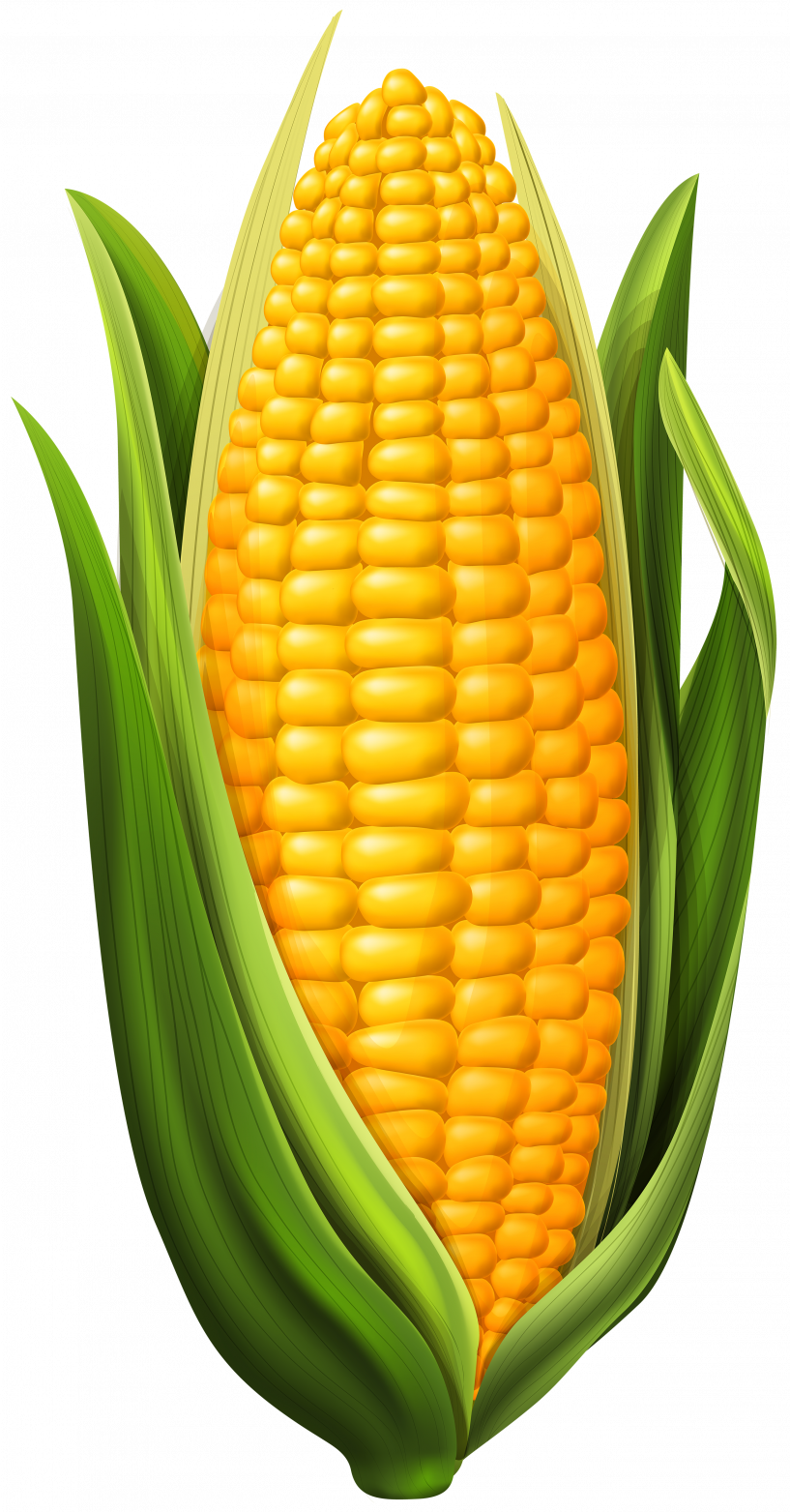 Corn On The Cob Clipart (817x1563), Png Download