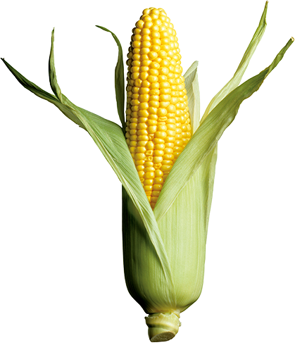 Corn Growers In Many Areas Face A Variety Of Pest Pressures - Corn Is The Best Crop & Wheat (419x490), Png Download