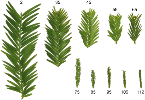 The - Redwood Leaf Anatomy (505x348), Png Download