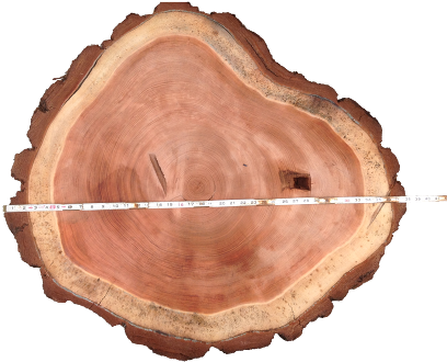 Tree (441x329), Png Download