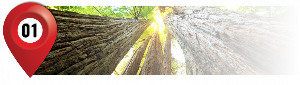 Redwoods, Ca - Poster Reproduction Encadré: Forêts - Troncs D'arbres, (1004x287), Png Download