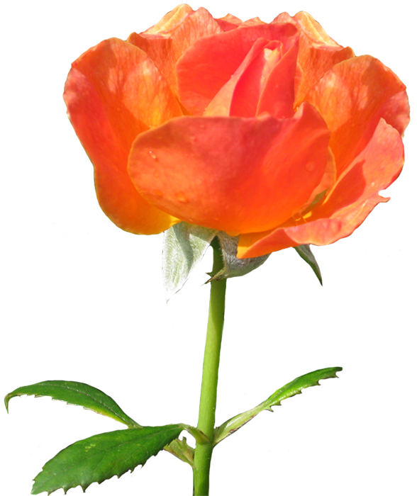 Rose Clipart Clip Black And White Stock - Rose (600x736), Png Download