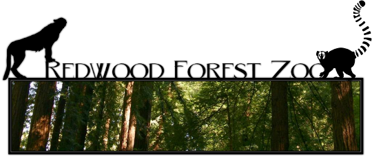 Redwood Forest Zoo - Lemur Vector (540x228), Png Download