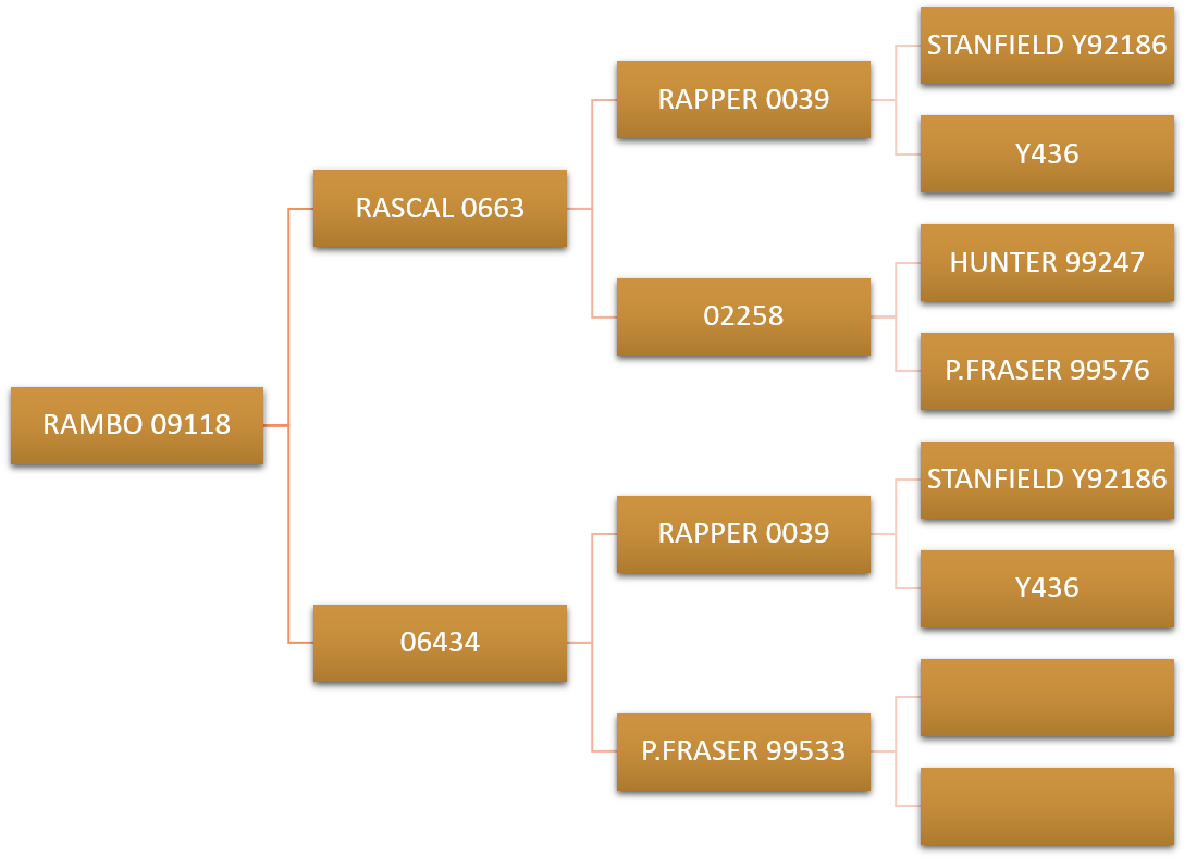 Rambo Pedigree - Internet (1265x791), Png Download