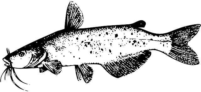 Drawing, Fish, Tail, Catfish, Whiskers, Species, Fins - Catfish Clip Art (640x320), Png Download
