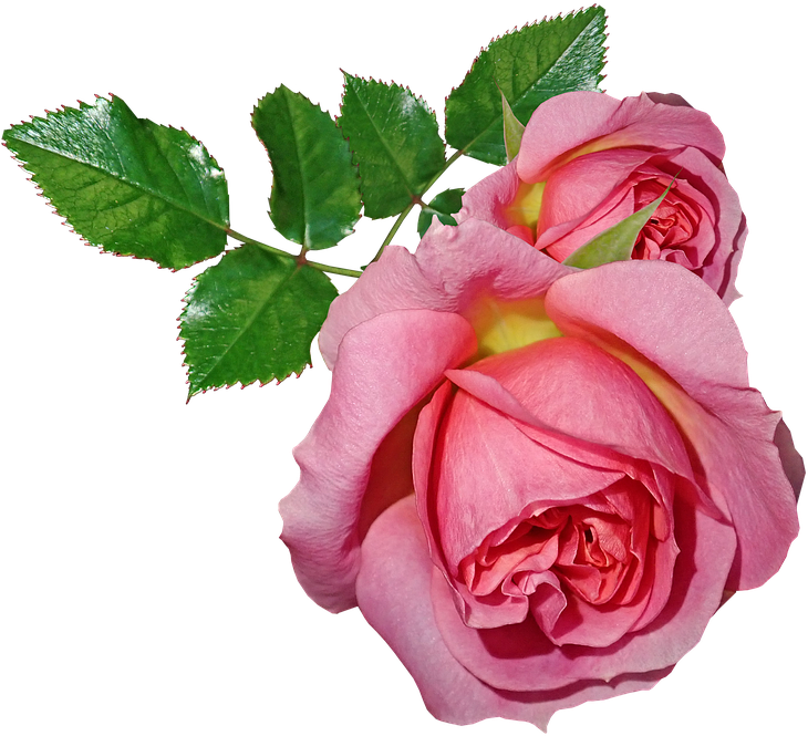 Roses, Flowers, Leaves, Plant, Garden, Nature - Garden Roses (796x720), Png Download