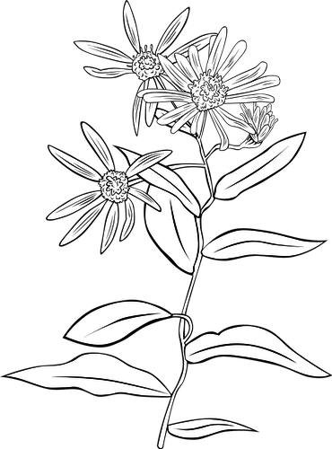 5591 Flower Line Drawing Clip Art Free Public Domain - Flower Line Drawing Transparent (370x500), Png Download