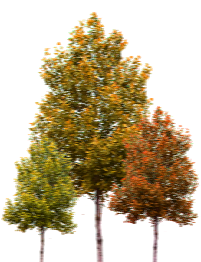 Acadia All-american Road - Png High Quality Tree (755x946), Png Download