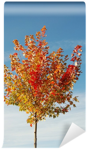 Maple Leaf (400x400), Png Download