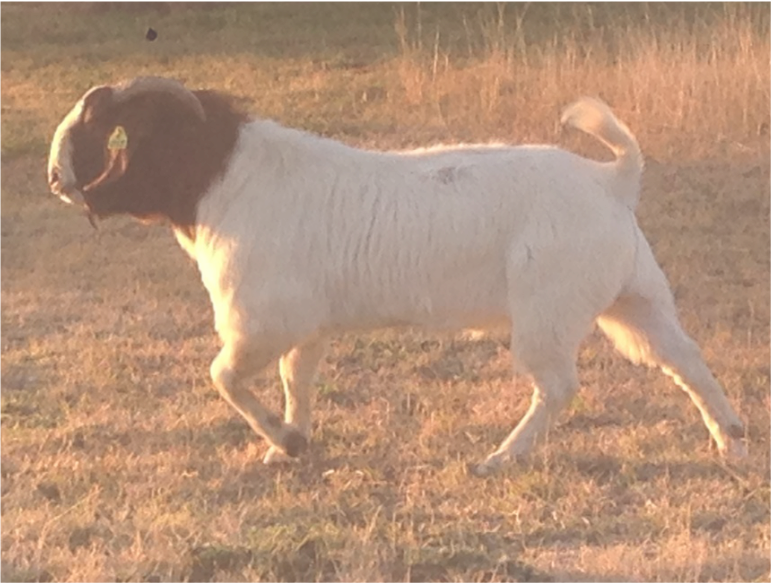 "harold" Was An Unproven Sire But At Such A Young Age - Landseer (772x583), Png Download