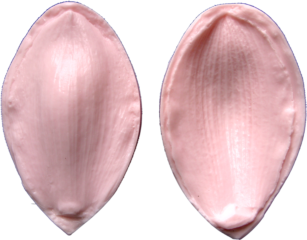 Cymbidium Orchid Sepal & Petal - Petal (1080x954), Png Download