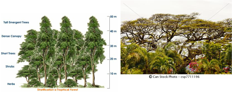 Tropical Evergreen Forests In India (791x314), Png Download