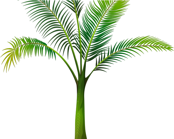 Date Palm Clipart Tropical Tree - Пальма На Прозрачном Фоне (640x480), Png Download