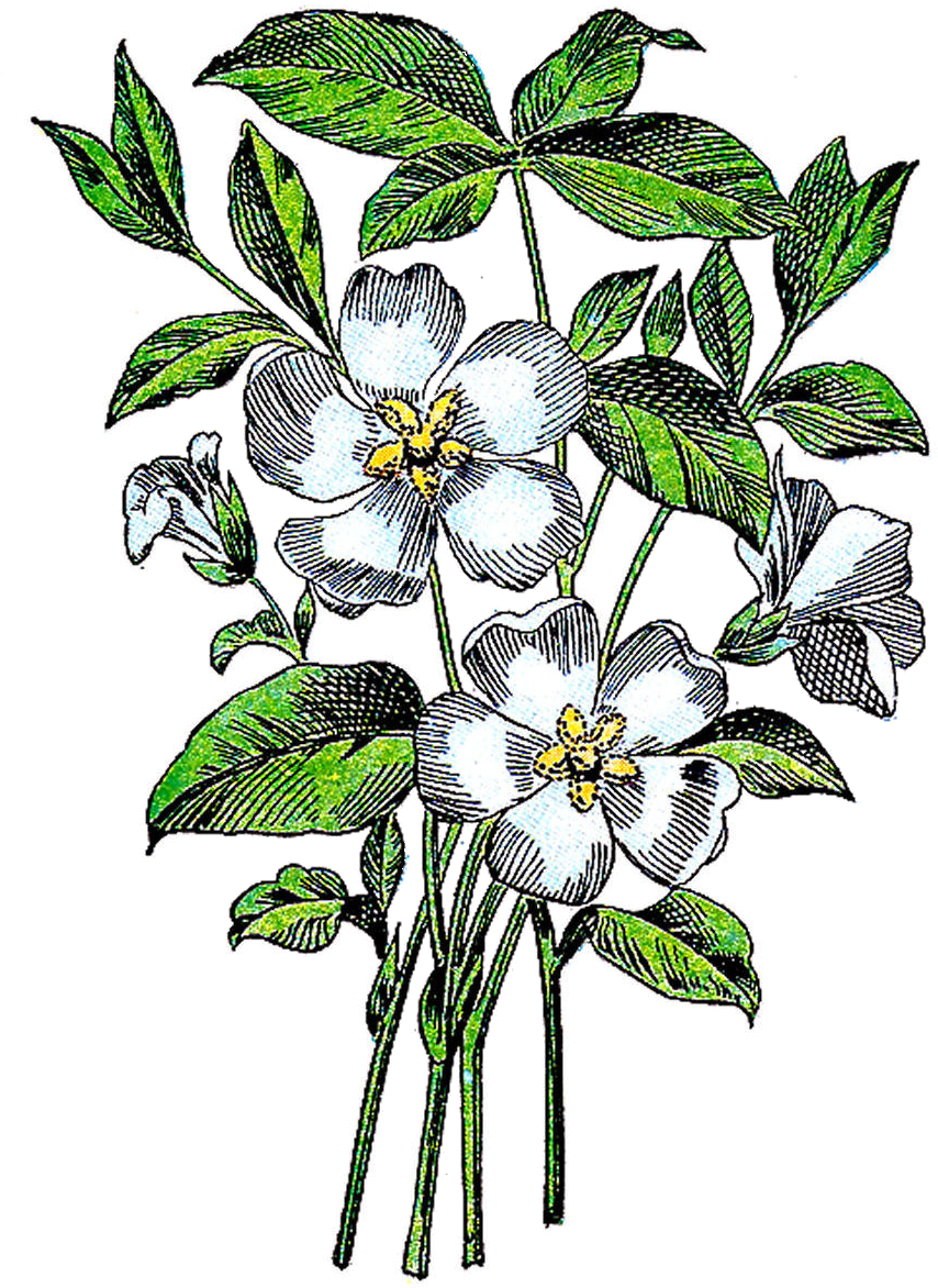 Periwinklepng - Periwinkle Illustration (1073x1519), Png Download