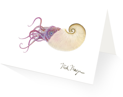 Paper Nautilus - Sea Life Wall Calendar (480x387), Png Download