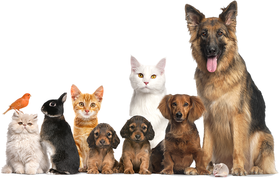 They Are All Our Family - Cachorro E Gato Png (947x605), Png Download