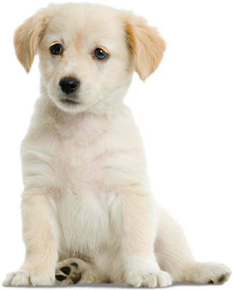Grooming - Labrador Retriever (550x600), Png Download