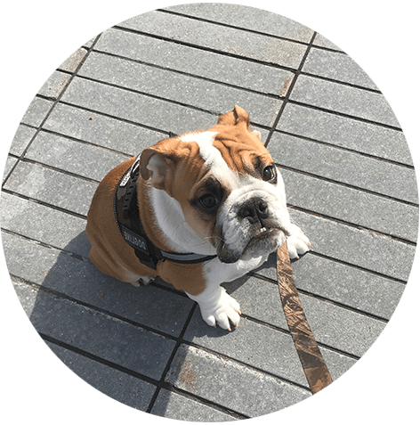 Initial Consult Dog Sitting Dog Boarding Weehawken - Pet Sitting (472x477), Png Download