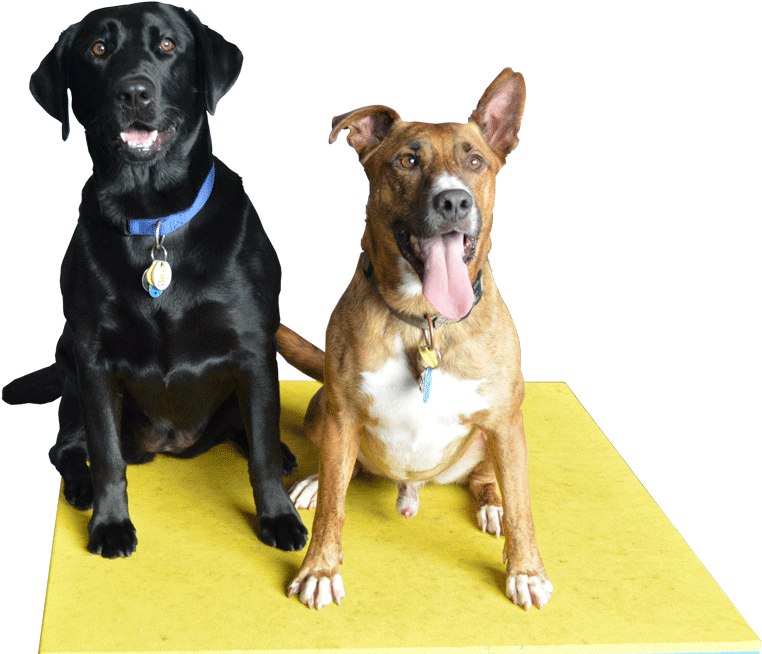 Each Pet By Emphasizing Personal Attention - Pet Sitting (800x689), Png Download