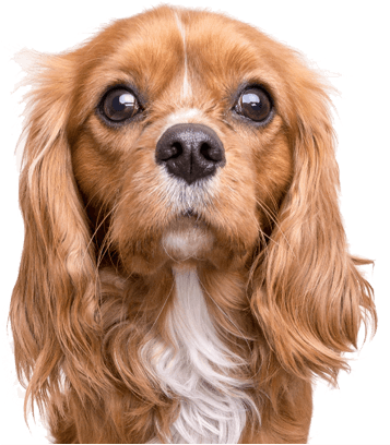 Assisi Pet Sitting Services Llc - Cavalier King Charles Spaniel Blonde (356x417), Png Download