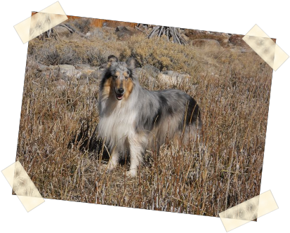 Kittens Photo - Pet (424x338), Png Download