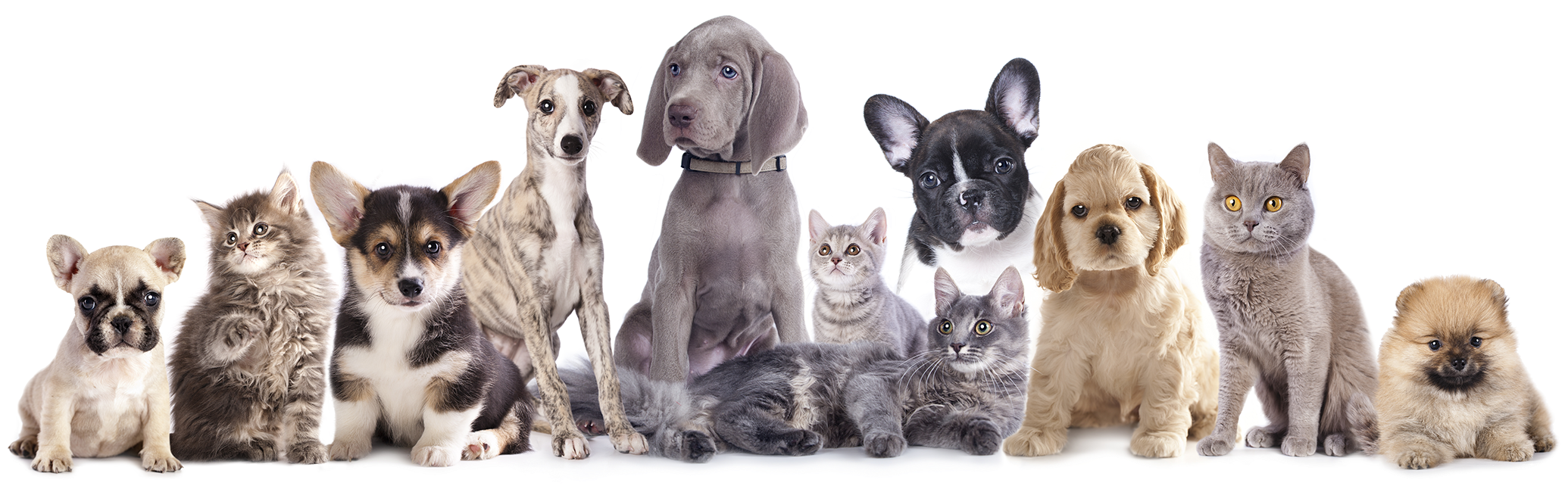 Doggie Daycare, Dog Boarding & Pet Sitting - Pomeranian Spitz Beach Towel (2560x800), Png Download