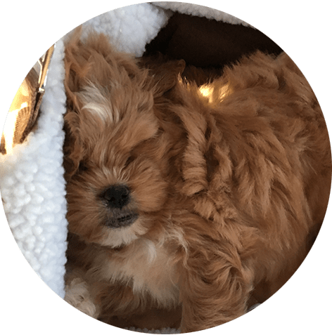 In Home Dog Boarding Weehawken Nj - New Jersey (472x477), Png Download