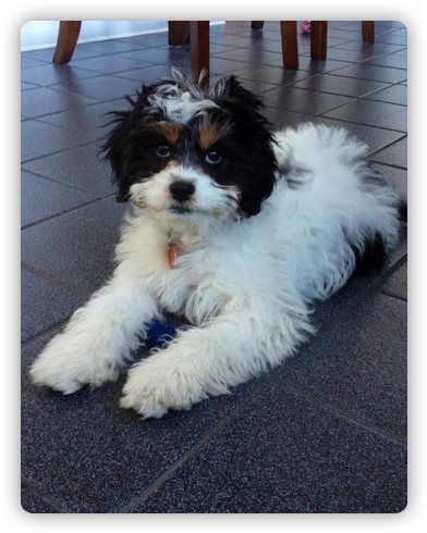 Chances Are You Are Reading This Page Because You Are - Pet Sitting (400x500), Png Download