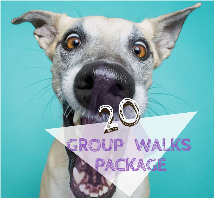 20 Group Walks Pawkee Package - Mês Do Cachorro Louco (1024x768), Png Download