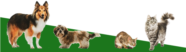 Dog Walking To Longer Term Pet Sitting We Can Make - 猫ちゃんの毛のもつれ・絡み・静電気防止に Biogance バイオガンス ニュートリ・リス ブラッシングローション (650x200), Png Download