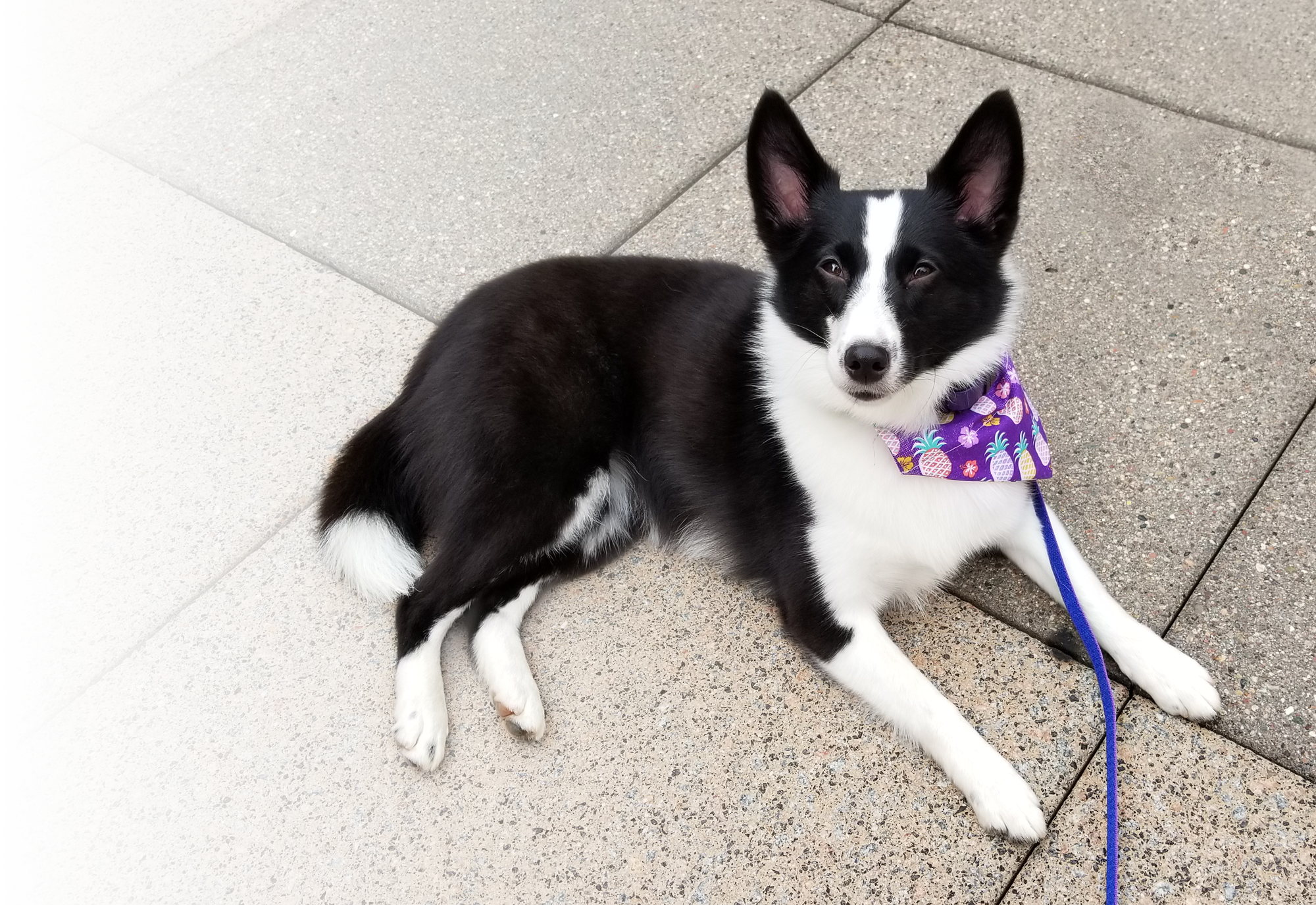 Wakey The Dog Sitting Relaxed - Dog (2000x1375), Png Download