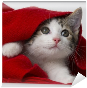 Cute Kitten Playing With A Red Scarf Wall Mural • Pixers® - Auf Samtpfoten Durch Den Advent (400x400), Png Download