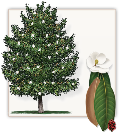 Southern Magnolia Tree - Southern Magnolia Tree Clipart (471x455), Png Download