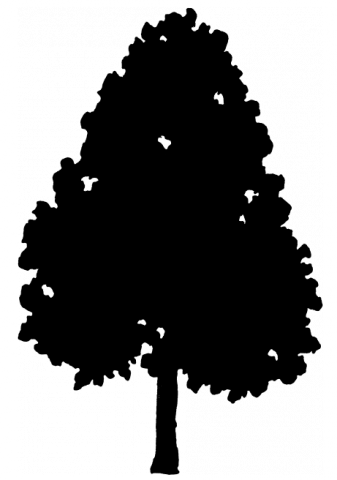 Tree Height - 50 - 00-80 - 00 Feet - Silhouette (337x480), Png Download