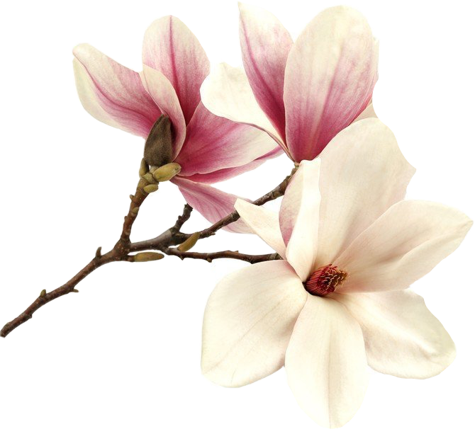 Flower Magnolia Magnolie Magnolias Tree Pink Summer - Tableau - Romantic Pink - Bimago - Bimago (670x606), Png Download