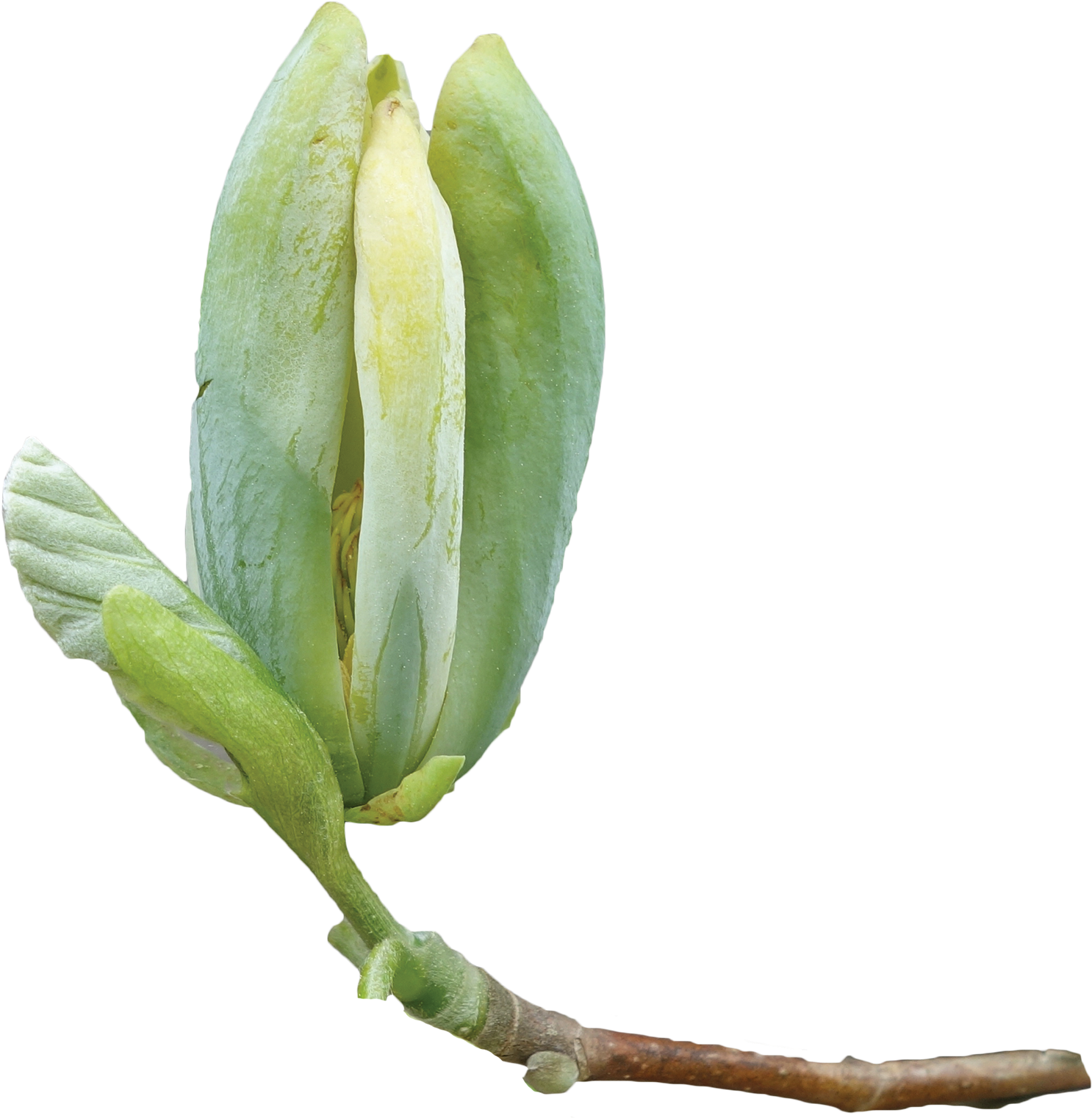 Cucumber Tree In Png (1600x1616), Png Download