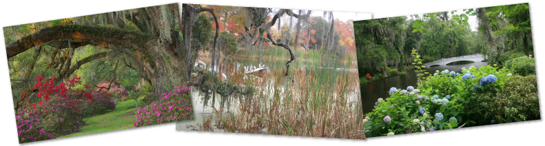 Garden Magnolia Plantation's Gardens - Magnolia Plantation And Gardens (828x223), Png Download