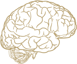 Brain Png Design (381x341), Png Download