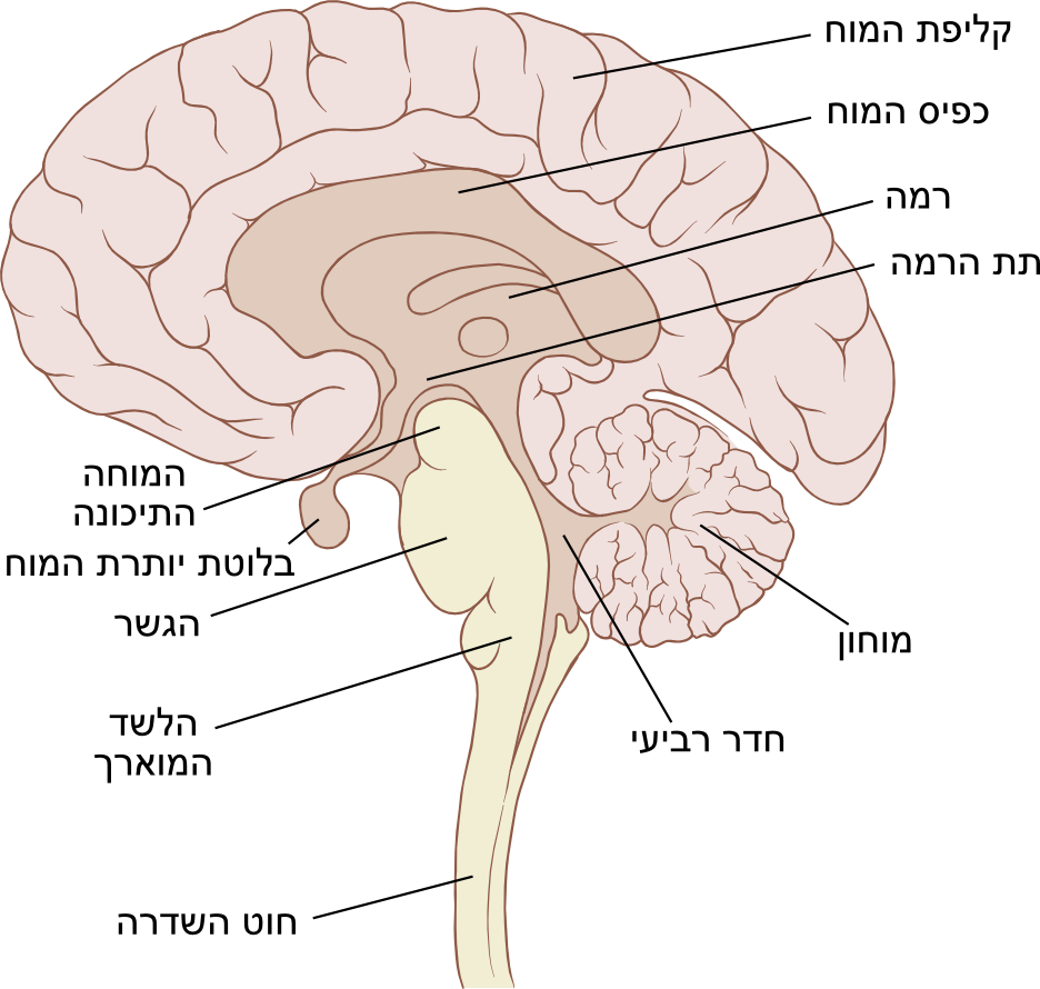 Brain Sagittal (936x890), Png Download