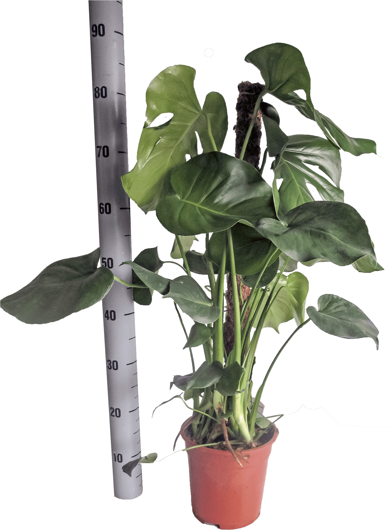 Monstera Deliciosa In Pot With 17 Cm Diameter - Swiss Cheese Plant Monstera Deliciosa (2160x2160), Png Download