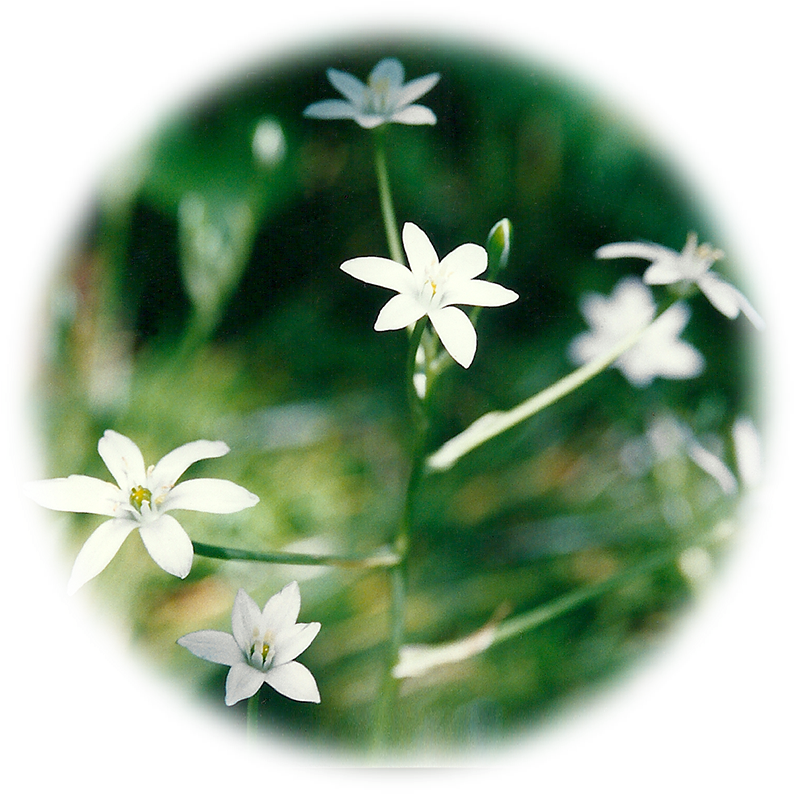 Star Of Bethlehem (833x833), Png Download