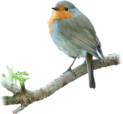 Download Bluebird On Brch Bluebird Png Full Size Png Image Pngkit