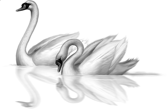 0, - Swan Art (600x379), Png Download