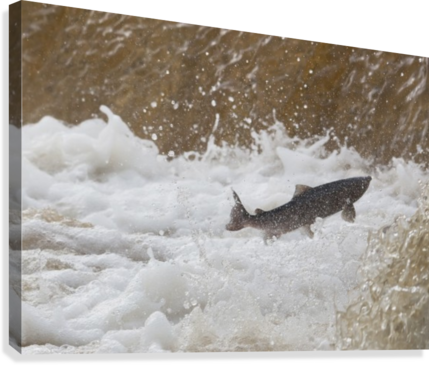 Fish Jumping Upstream In The Water Canvas Print - Supplier Generic Fish Jumping Upstream In The Water (429x365), Png Download