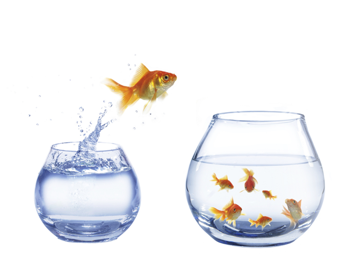This Is An Image Of A Fish Jumping Out Of A Bowl - Career Change By Joanna Penn (718x587), Png Download